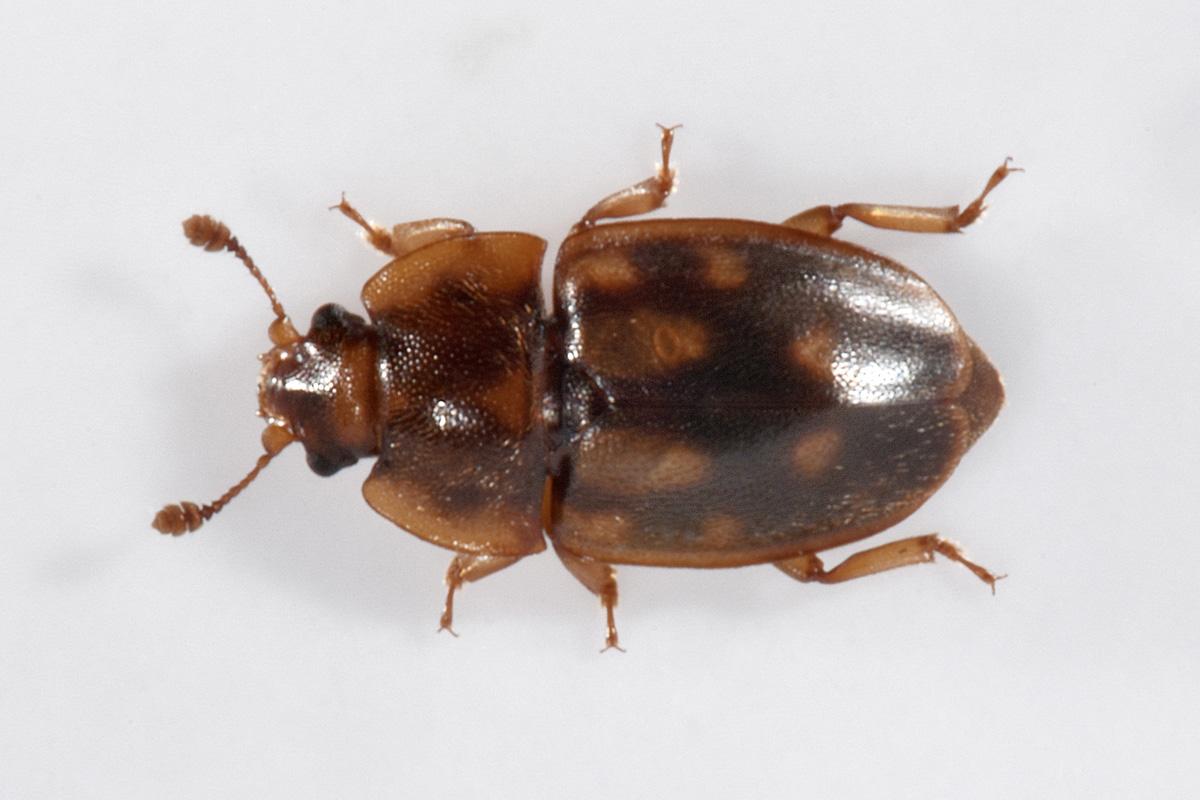 Nitidulidae: Epuraea guttata? Sì, femmina